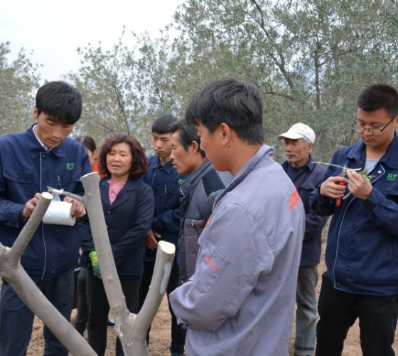 公司從產(chǎn)業(yè)鏈起始端著手，引進(jìn)良種優(yōu)苗，繁育基地苗圃，優(yōu)化樹(shù)種，以?xún)?yōu)質(zhì)的橄欖樹(shù)苗為生產(chǎn)特級(jí)初榨橄欖油提供基礎(chǔ)保障。在以自建萬(wàn)畝國(guó)家標(biāo)準(zhǔn)化油橄欖..